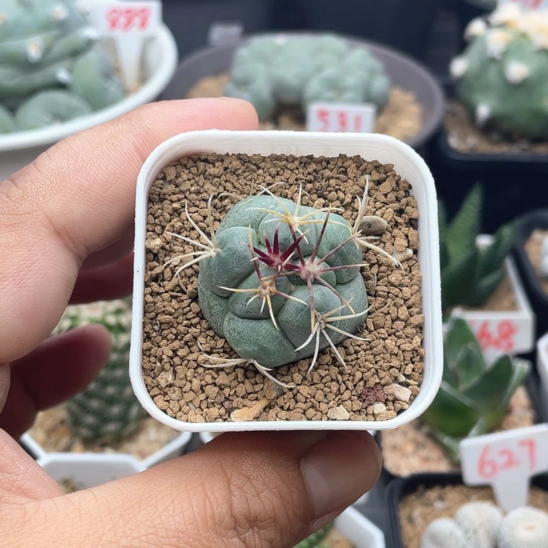 实生绯冠龙仙人球多肉