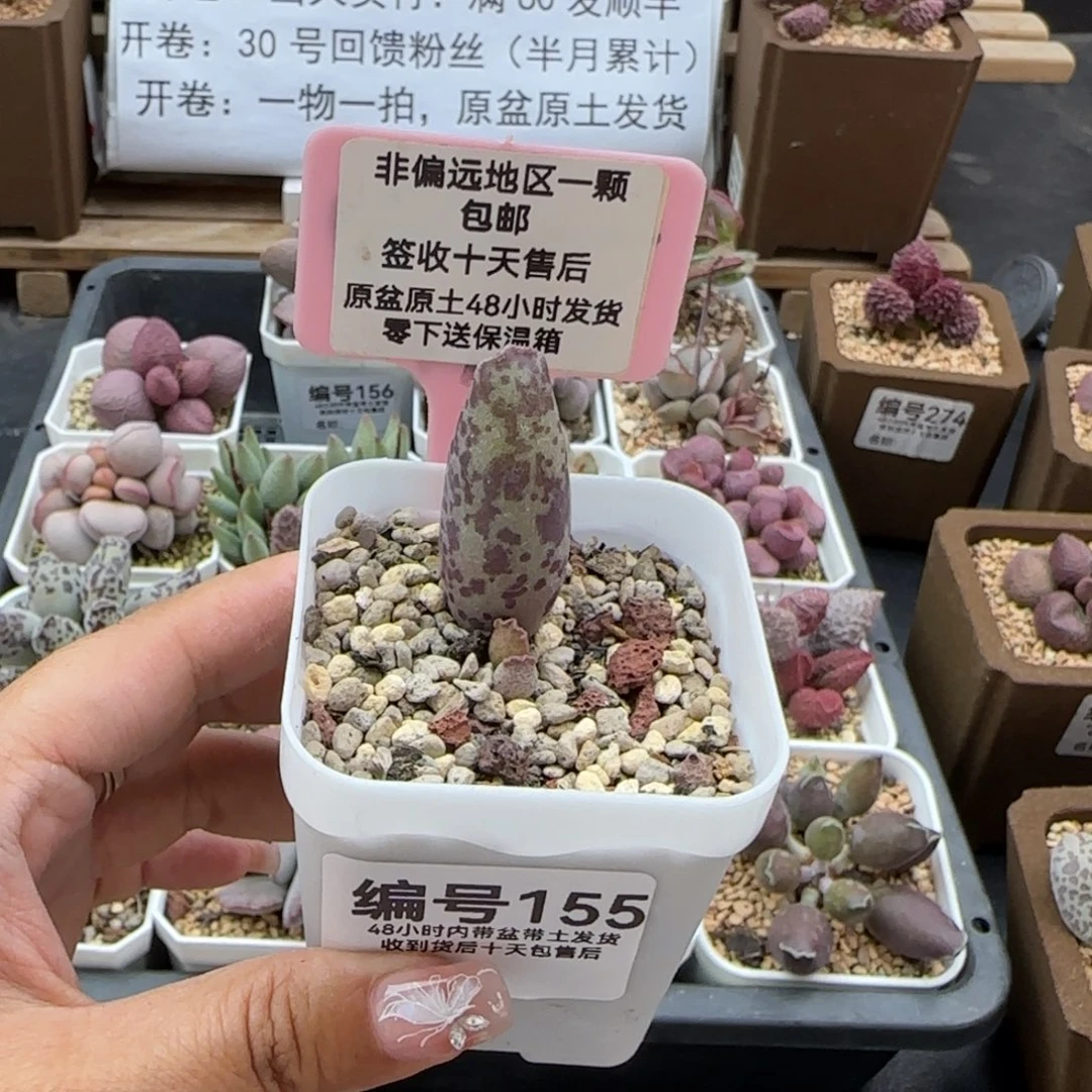 琪**…155变异海报多肉植物