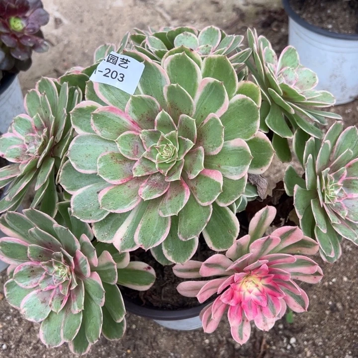 玉芙蓉多肉植物203