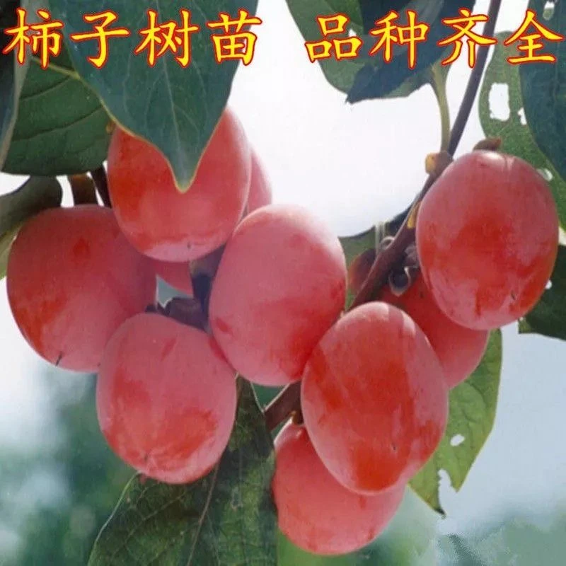【过年红火】红灯笼柿子品种庭院种植南北方均可耐寒好管理