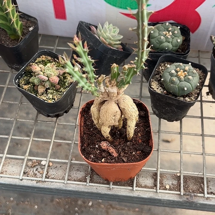 我也不知道我为什么要这样