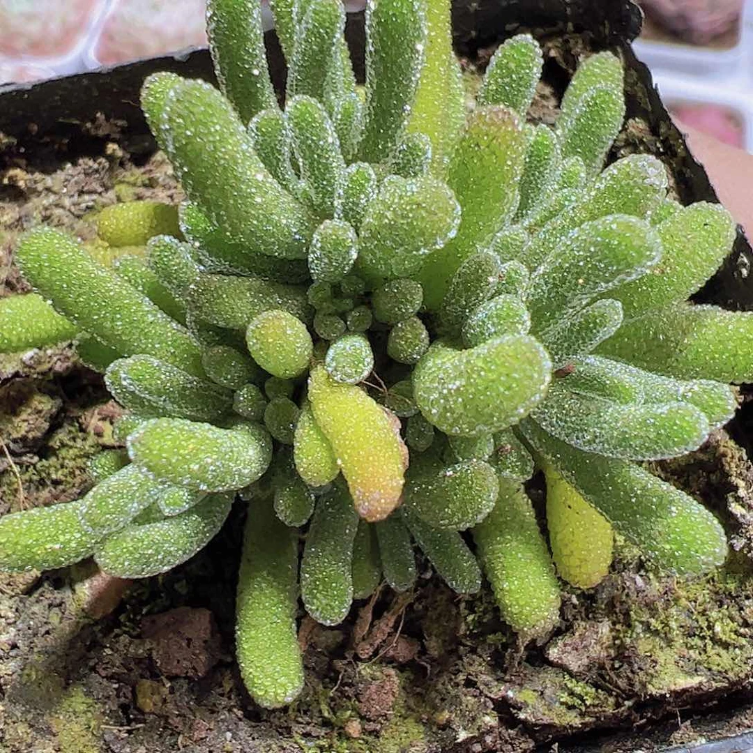 冰晶荧光枝干19包邮