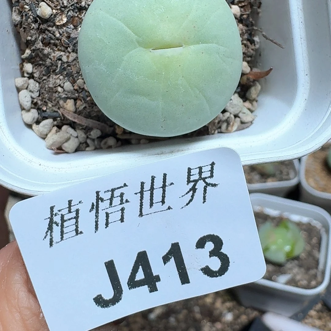 413号多肉植物哇f gh b h