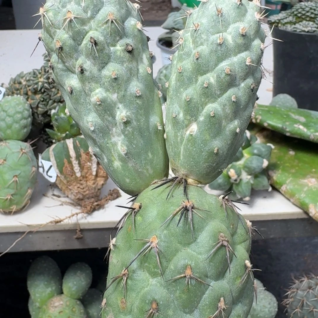 【闪购商品】无花朵福利巨型二号习143