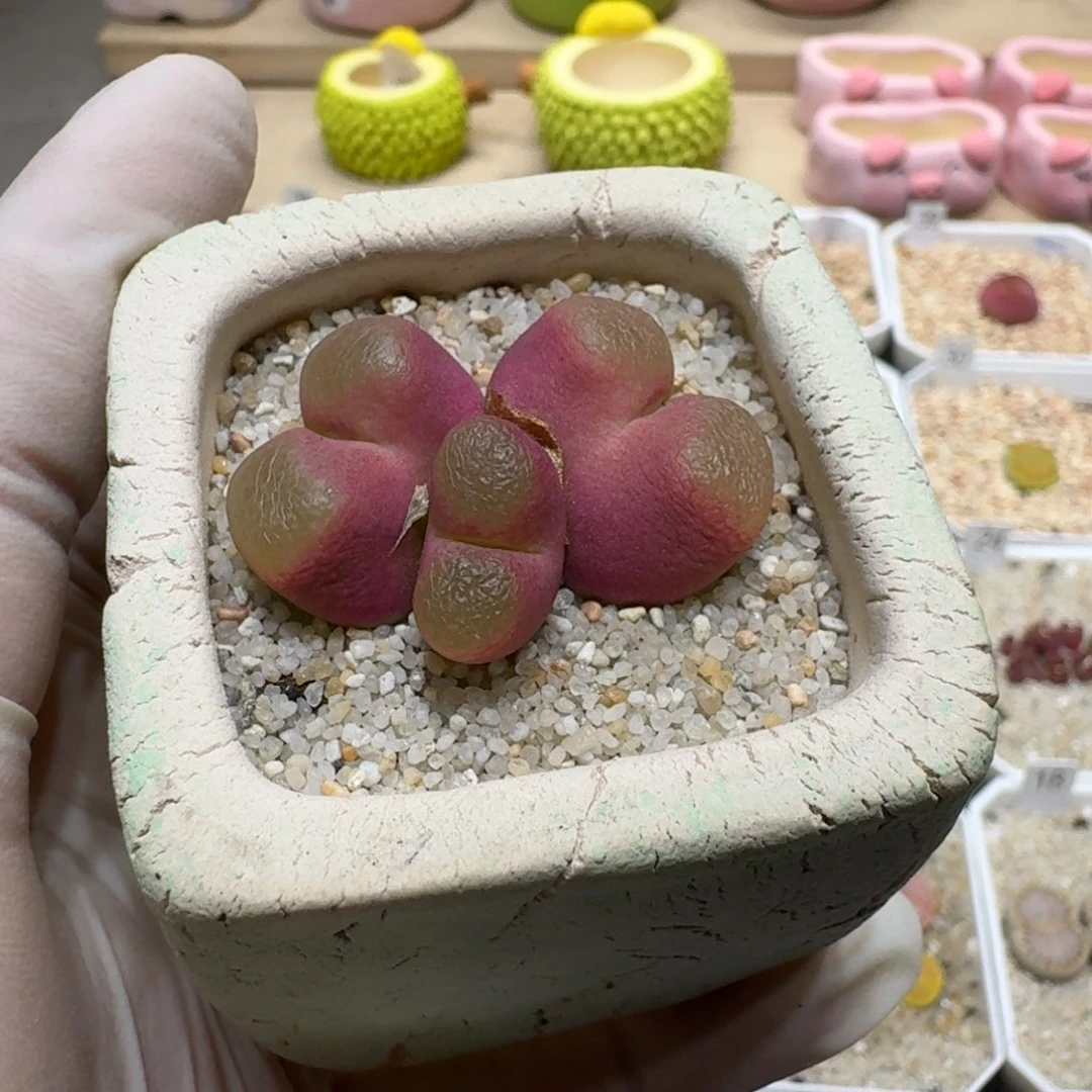 0608-13连盆带花蟠桃