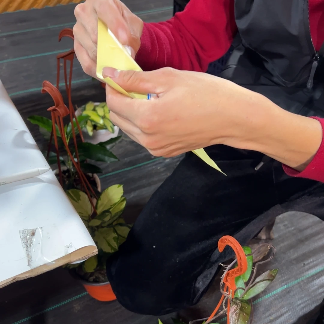 香***婢无花朵银粉球兰中苗