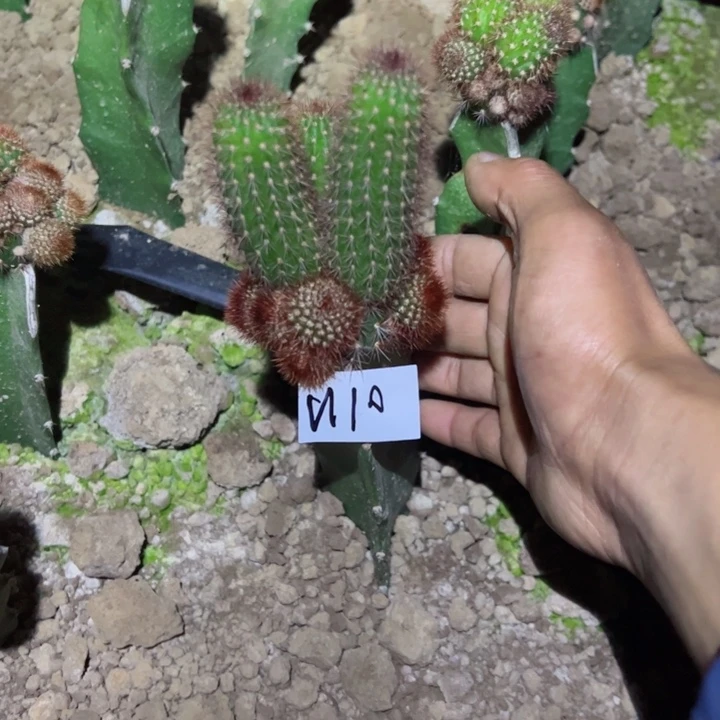 N10嫁接金妞杏巨人30