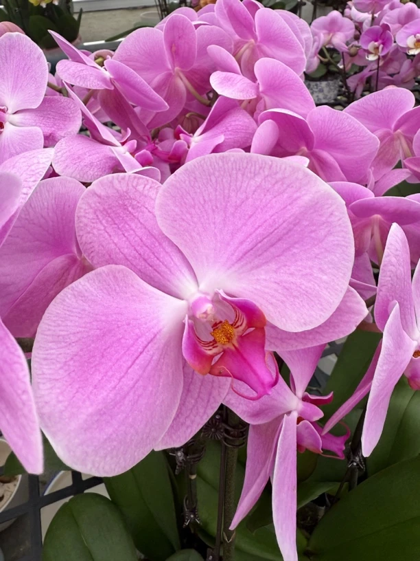 （粉冠军）粉色系大花型蝴蝶兰