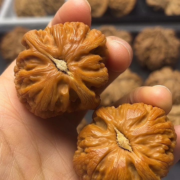 核桃秦岭突突突突