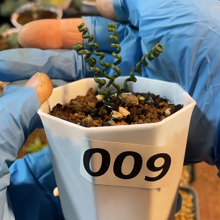 009钢丝弹簧草块根