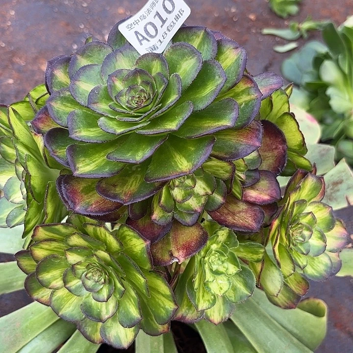 珊*010海王七彩多肉植物