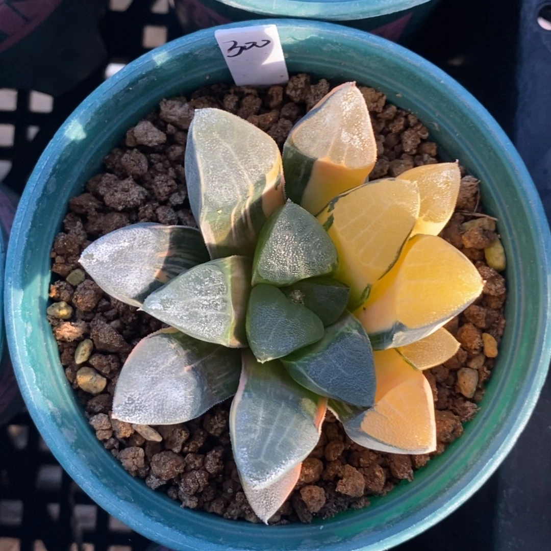 一颗实生大克锦。