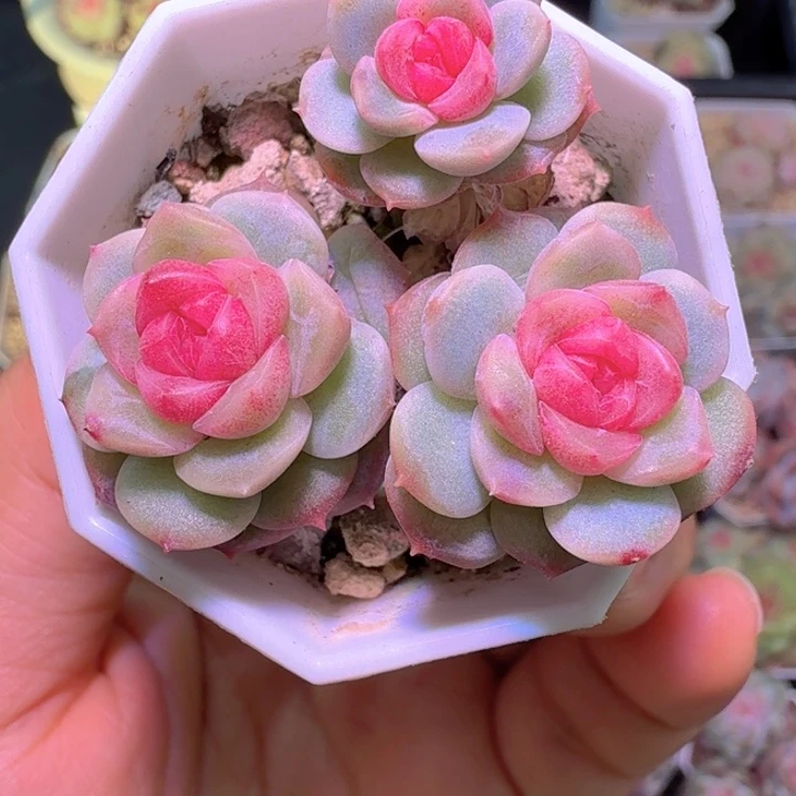 三头琴心特特特啦