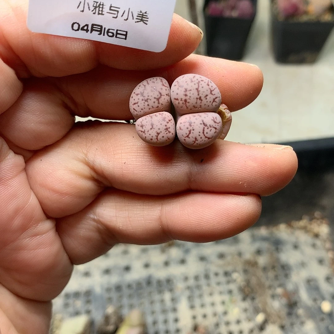 D736多肉植物保护研究所