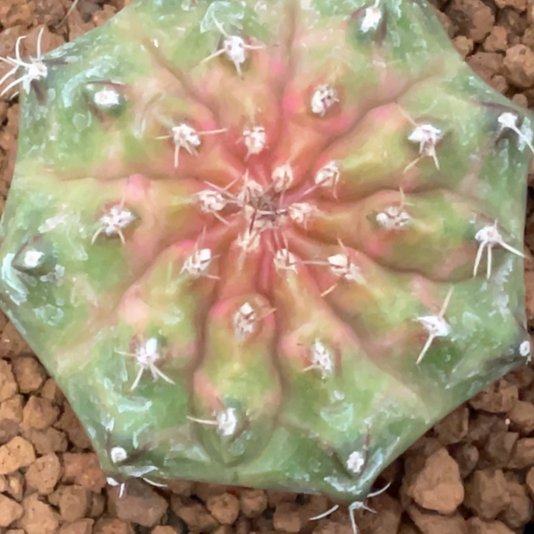 当前无花朵，栽培后可花朵粉轮回