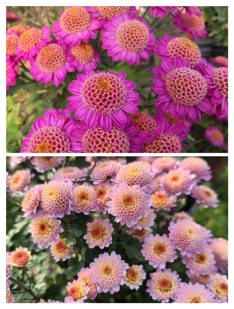 【不老松托贵菊】四季菊月月菊  盆栽地栽阳台均可种植  土球发货