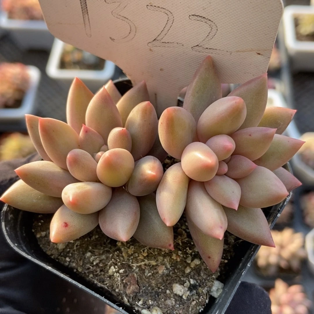 1322水晶球多肉植物