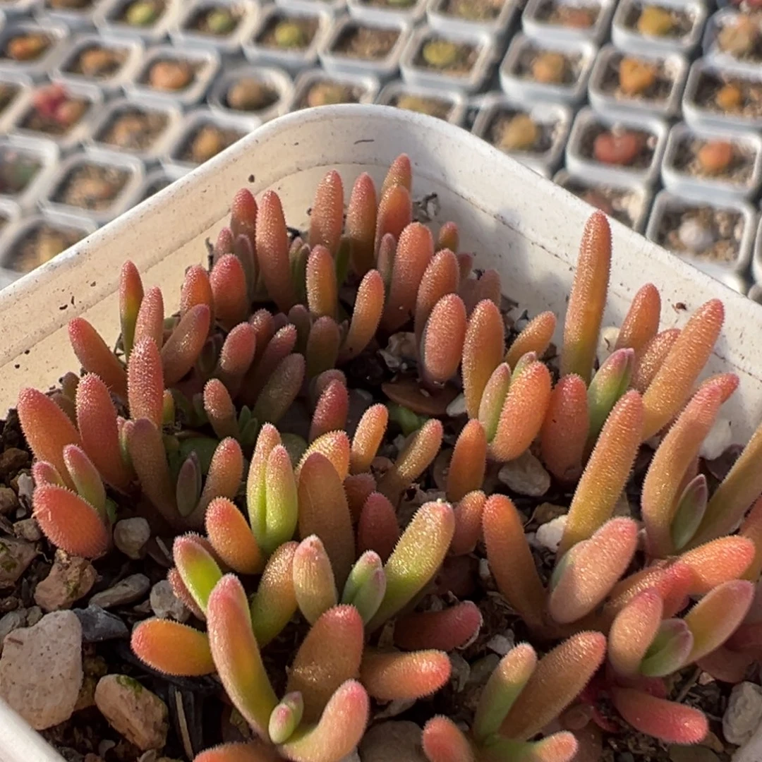 303多肉植物百科植物