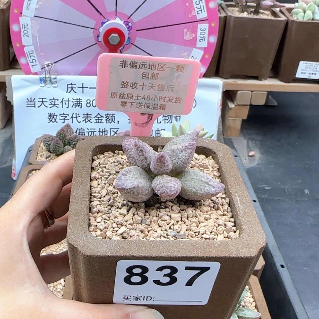 837融化纹猪肝多肉植物