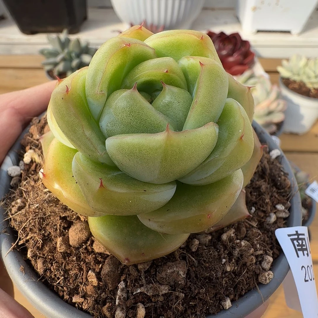 翡翠珍妮111214-106