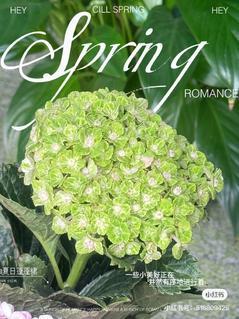 【绣球】魔芋 任拍绣球三单包顺丰快递鲜切花一支装家居花店