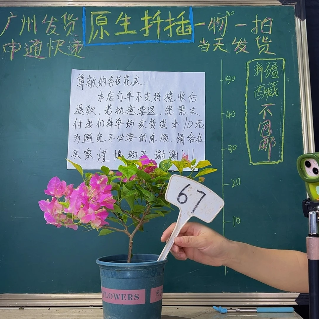 当前无花栽培后可以开花  斑红樱  67