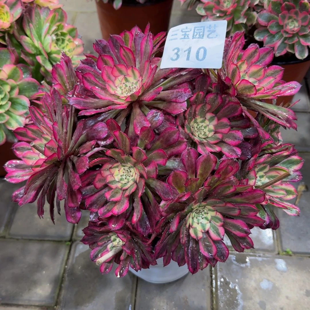 爱****?多肉植物310红铜白