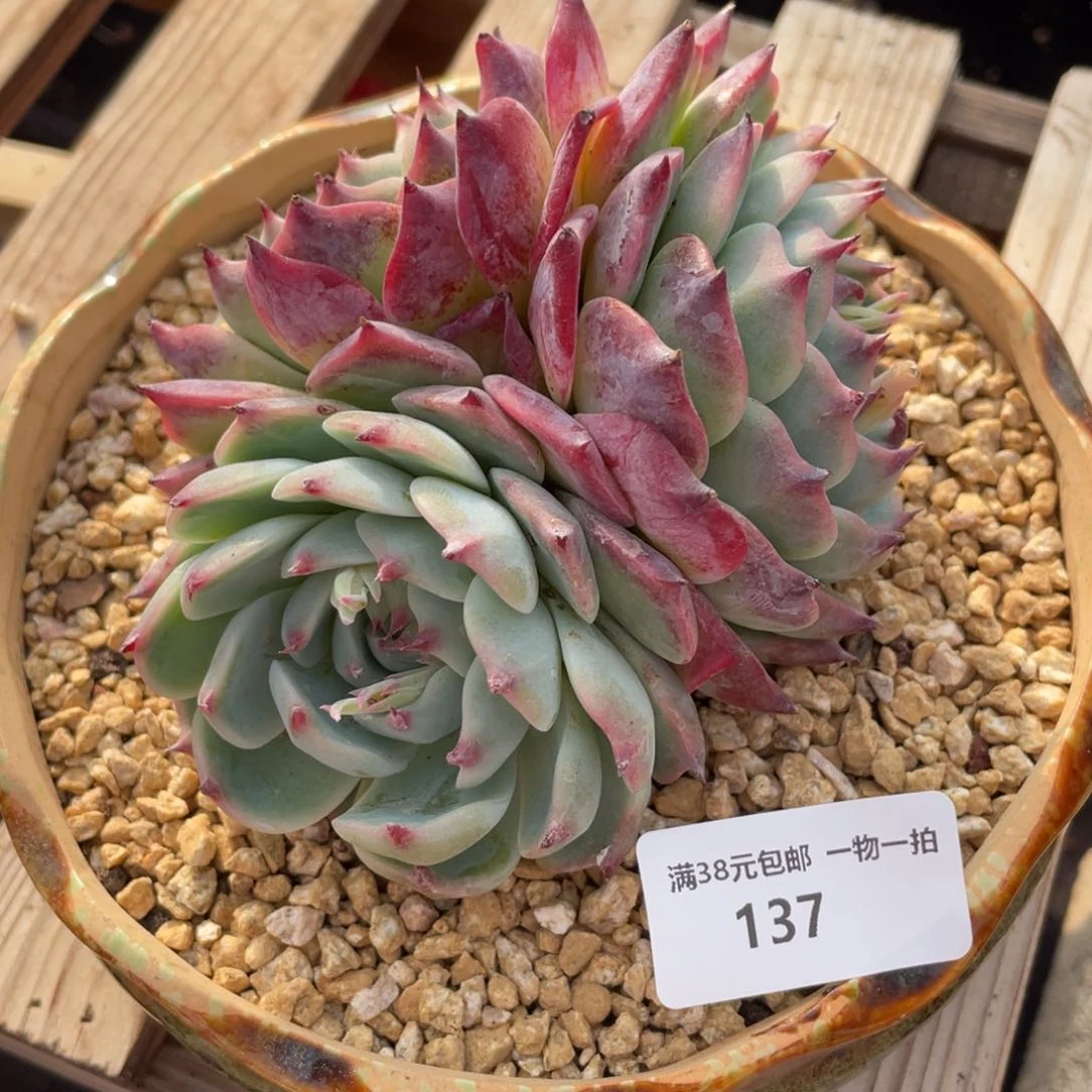 137吉娃娃群生多肉植物老桩