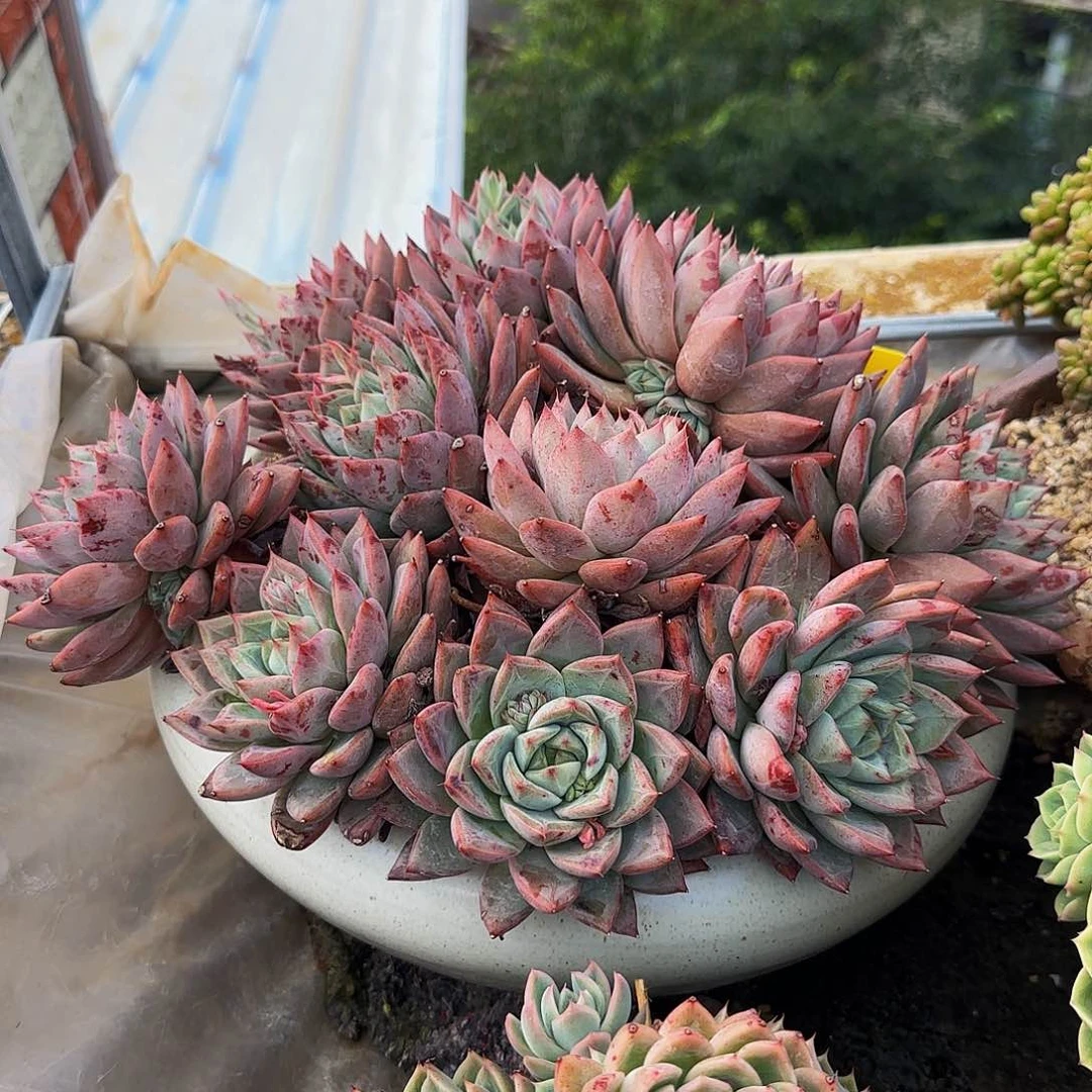 抗****克多肉植物蜜桃仙子