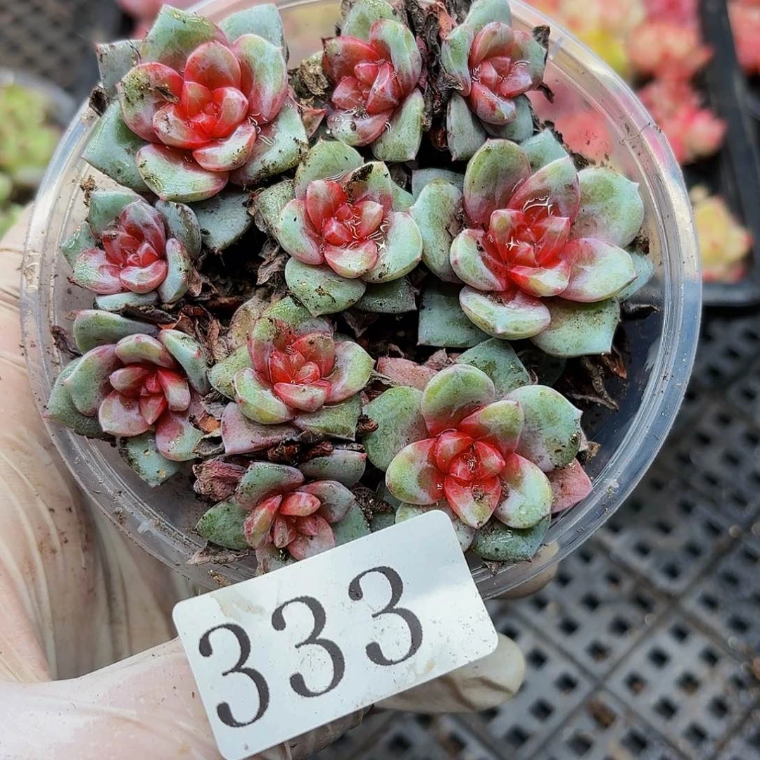 多肉植物多肉植物333