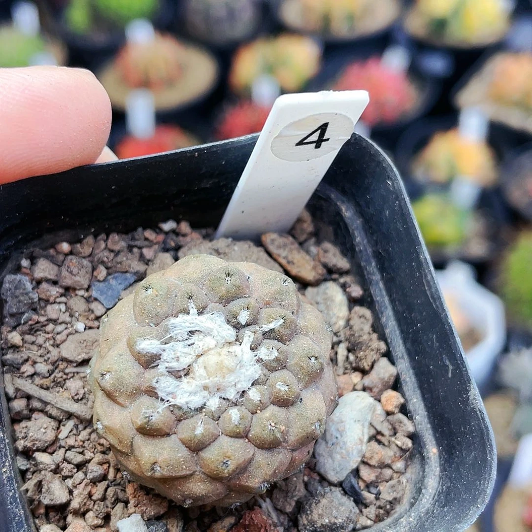 非偏远地区满25裸根发货仙人球