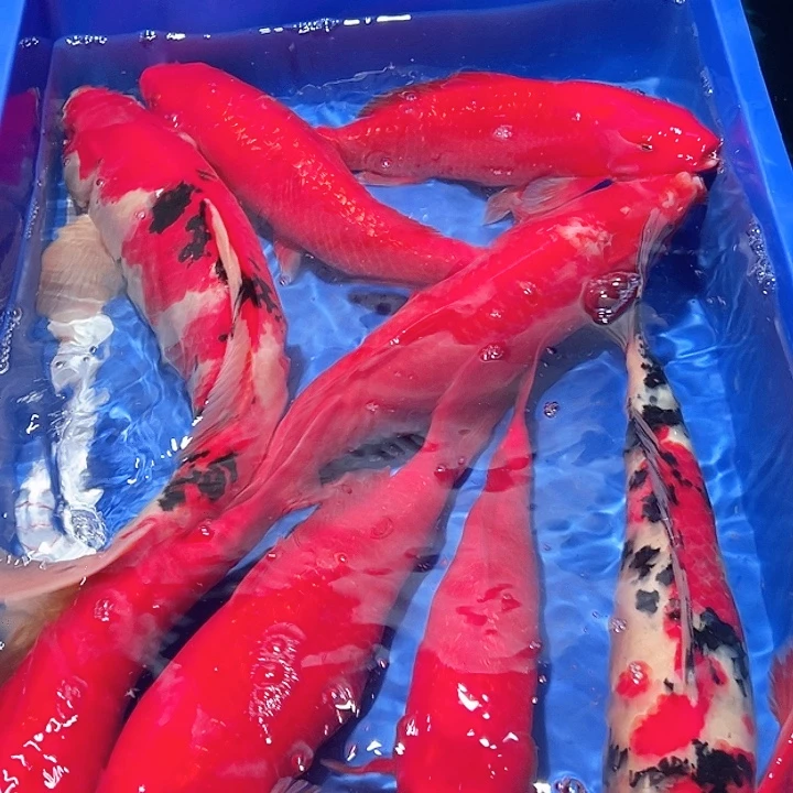 ꧁***꧂海水鱼漂亮的锦鲤精品9尾
