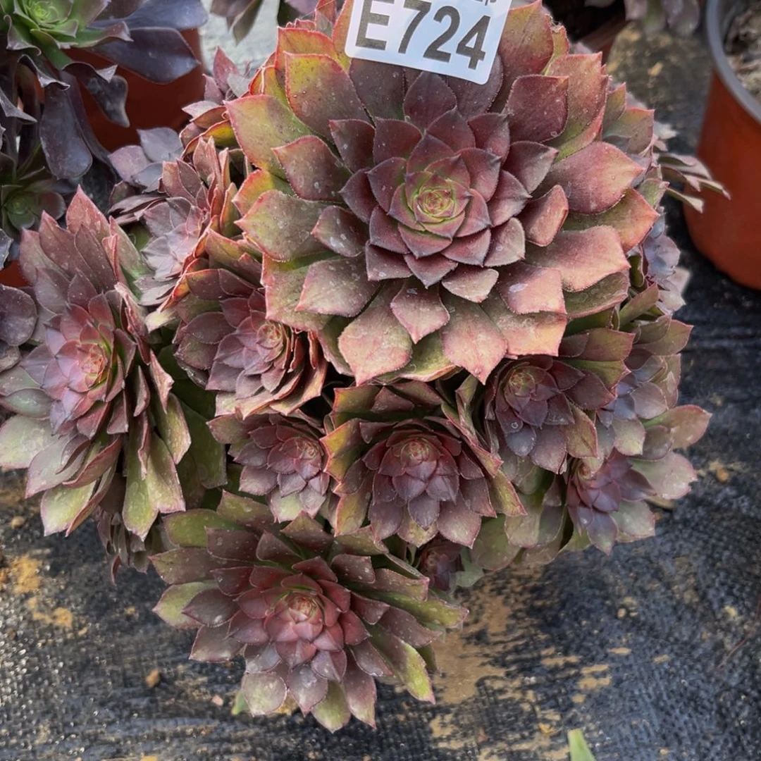 724多肉植物一物一拍