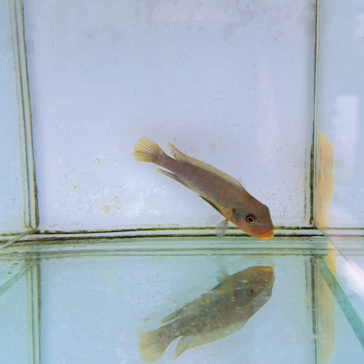 海水伊孔贝菲恩1529。