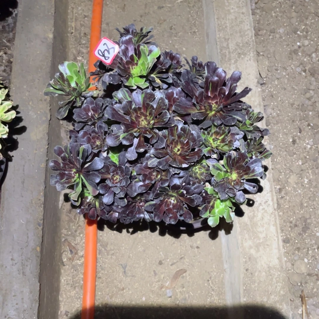 青***墨823多肉植物水墨丹青