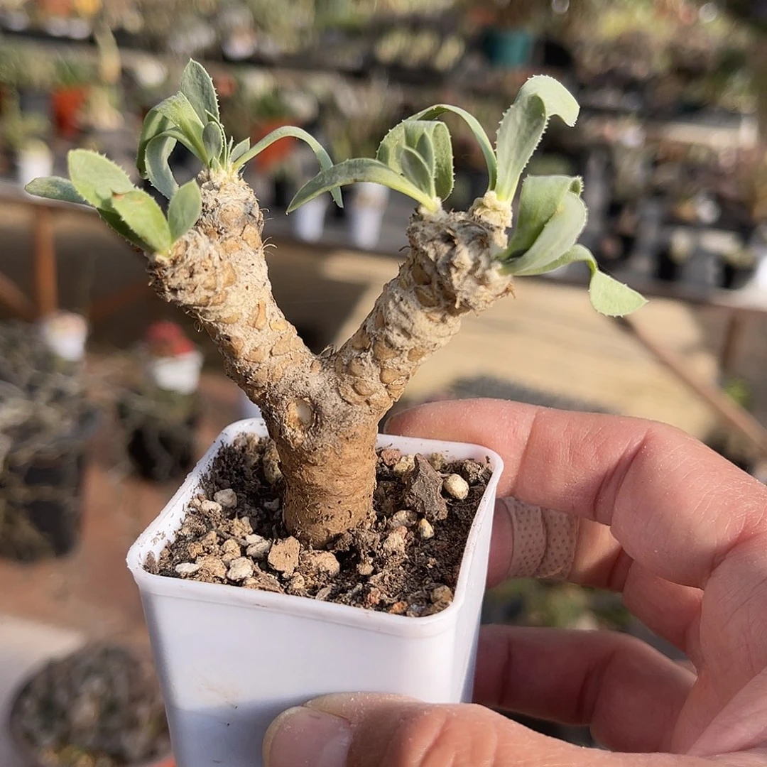 实生刨花厚敦菊一物一拍