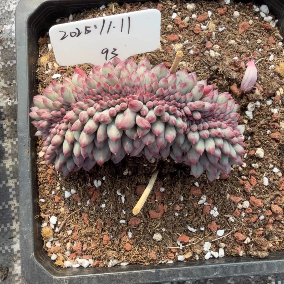 一物一拍虞美人sp缀福利款93