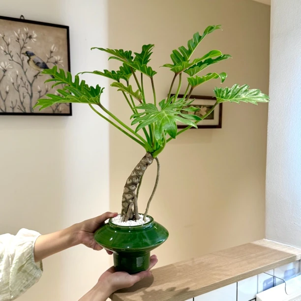意境老桩龙鳞小天使春羽海芋盆栽室内外种植净化空气好养易活绿植