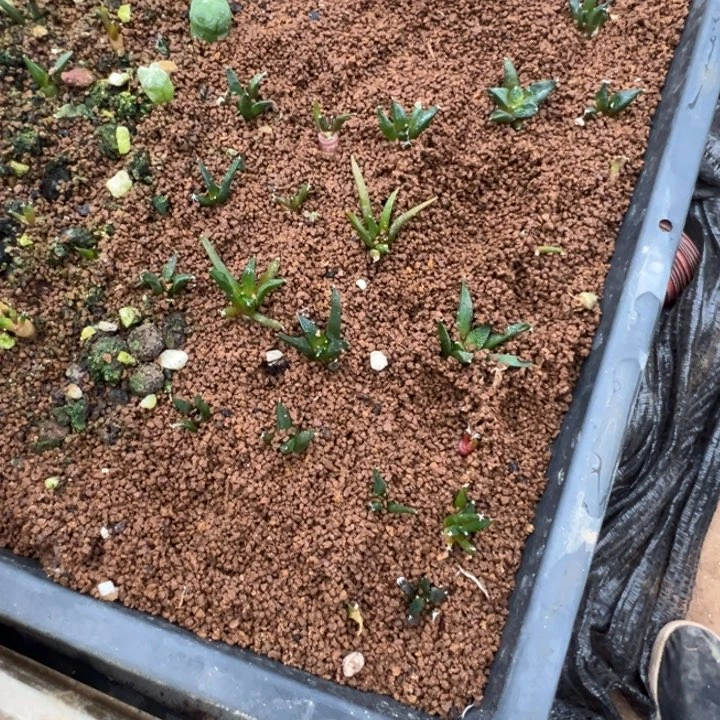 城****村六个实生牡丹仙人球挑大的