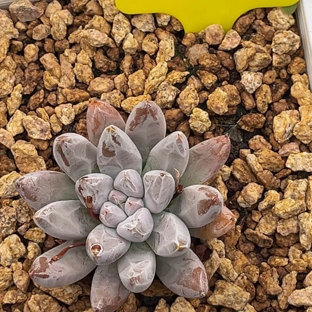 62011号上午多肉植物群生多肉植物