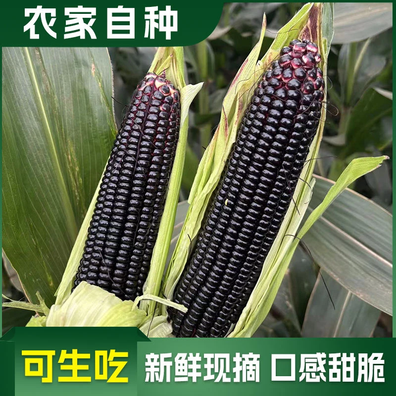 黑玉米甜脆爽口纯甜玉米花青素轻食代餐饱腹