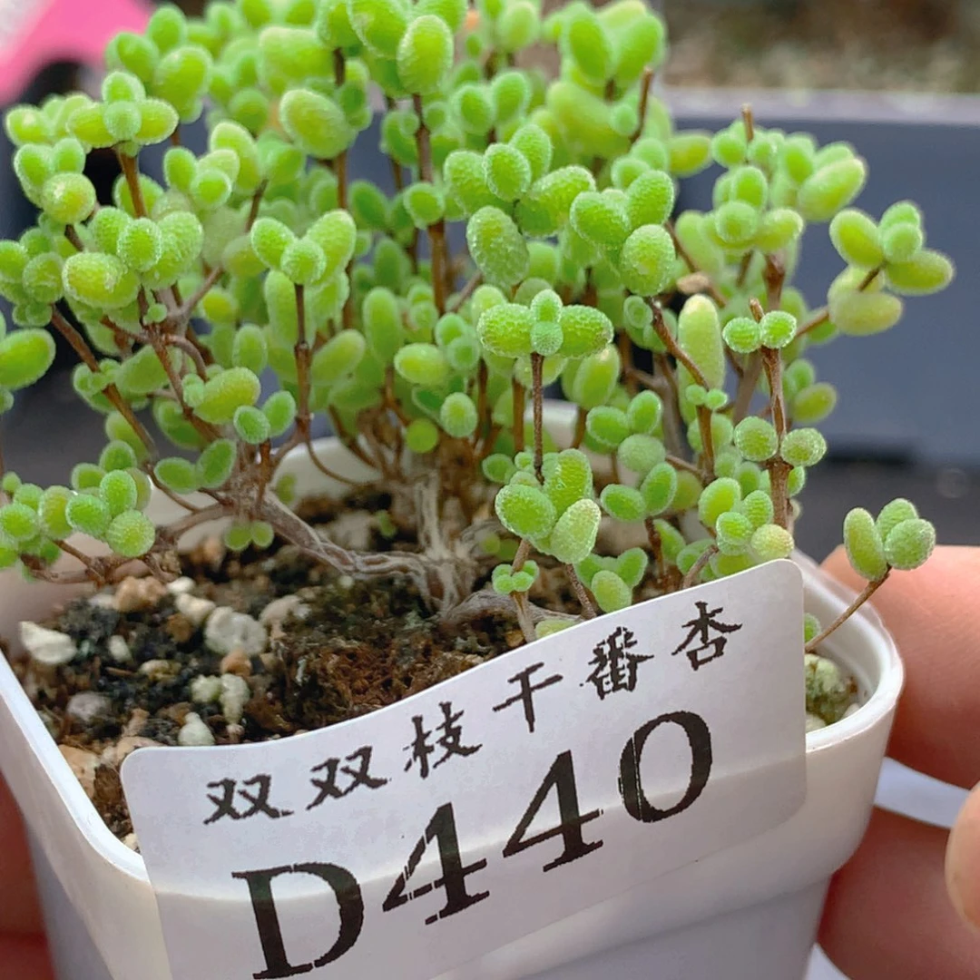 440蜜橘。