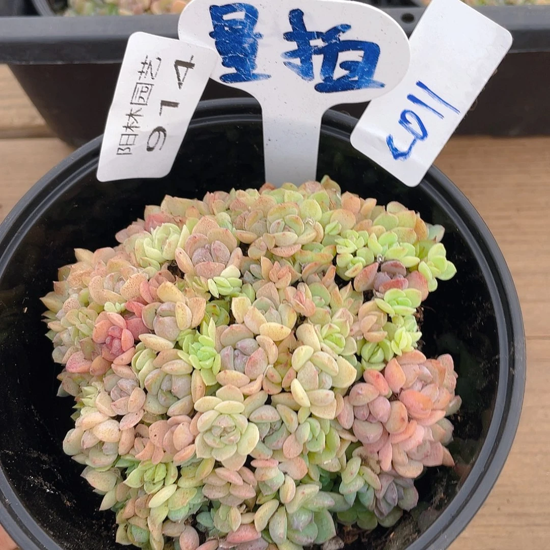 量拍多肉植物多肉植物914