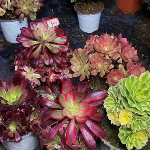 五颗法师法师39链接