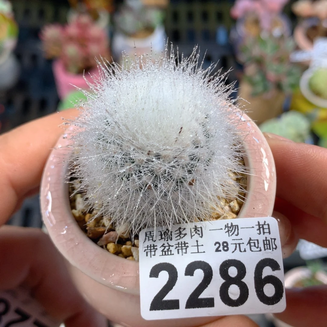 精控多肉植物2286