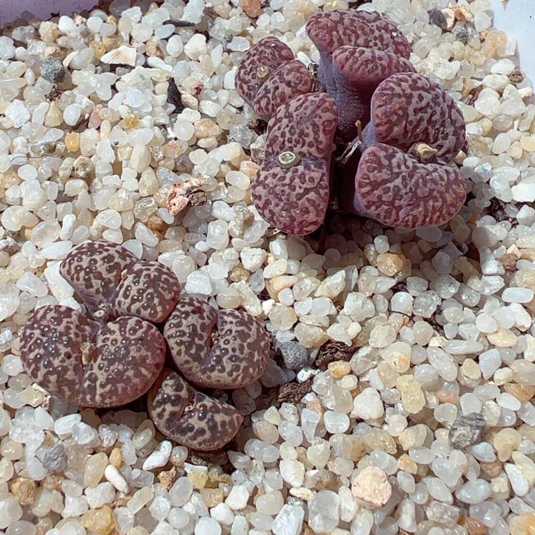 1217-595多肉多日鱼子酱鸟