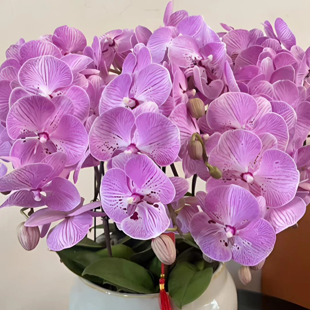 新品大花【假日公主】带花剑蝴蝶兰花期10个月