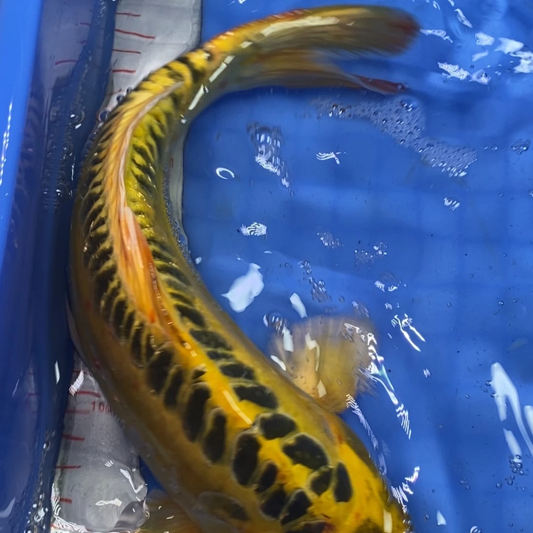 锦鲤冷水锦鲤包邮