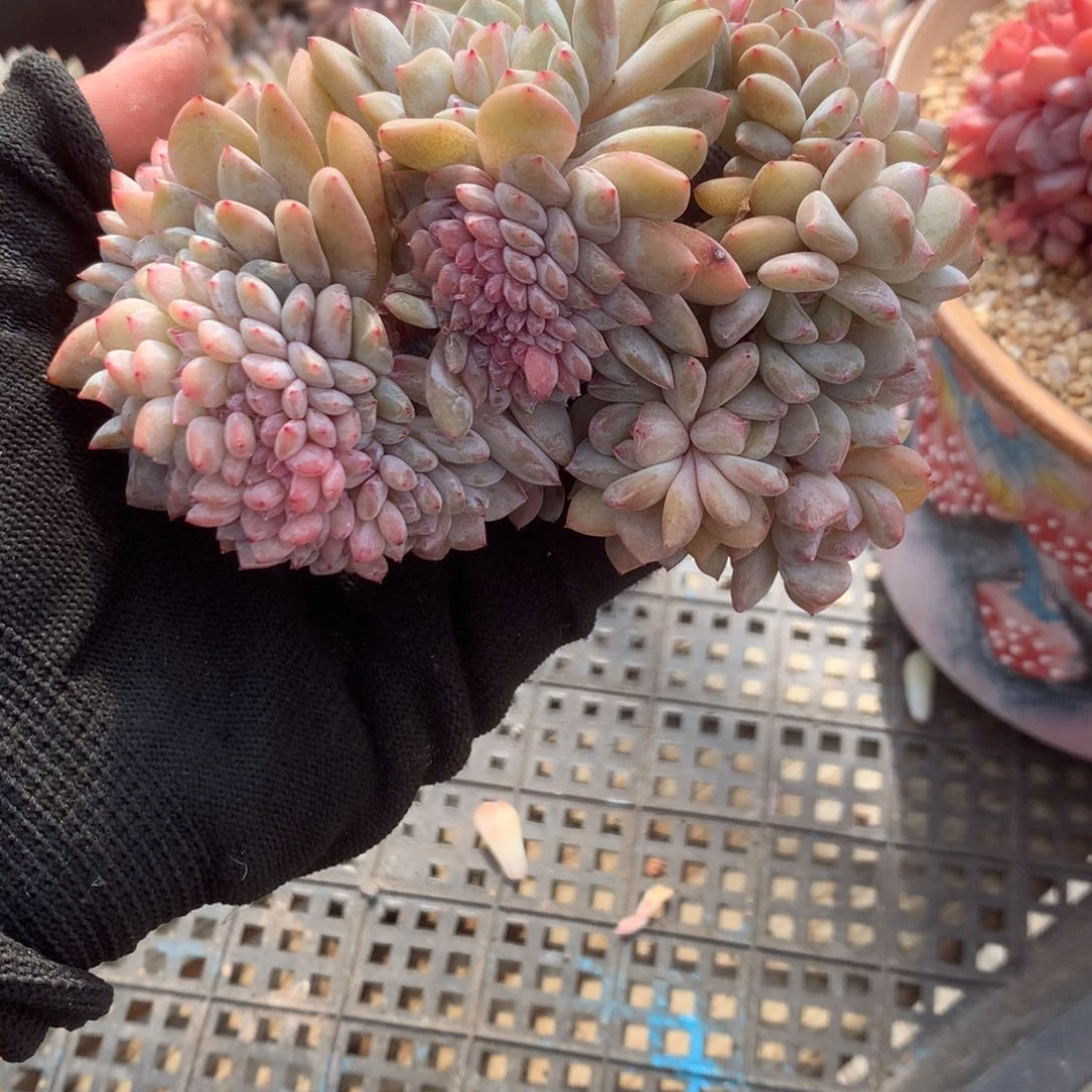 A980微瑕 售后范围：签收起7天内，录开箱视频