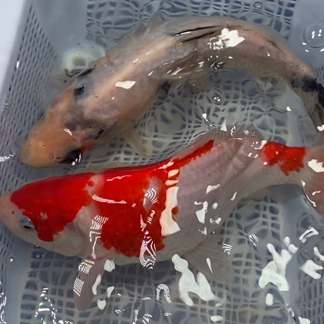 锦鲤锦鲤（无开箱视频不售后）